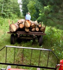 recovering large pine